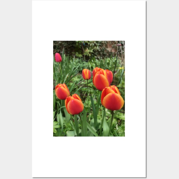Tulips Wall Art by Gourmetkater